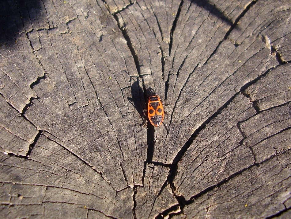 pleasant Wood Beetle