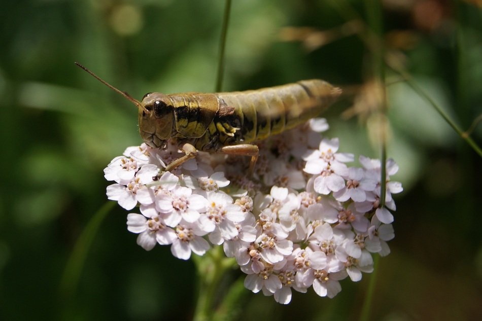 Grillo on the flower
