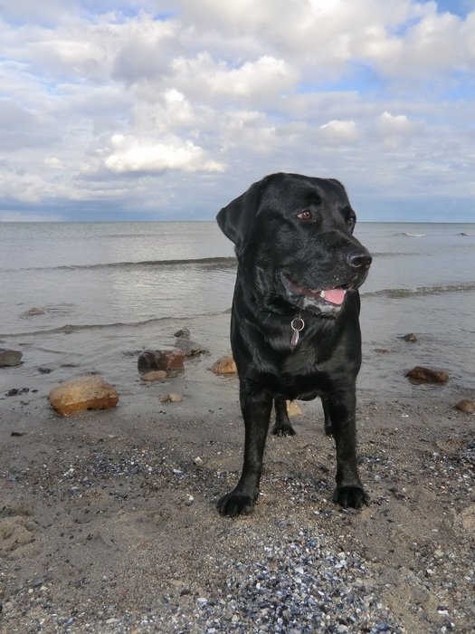 Labrador Dog by the sea