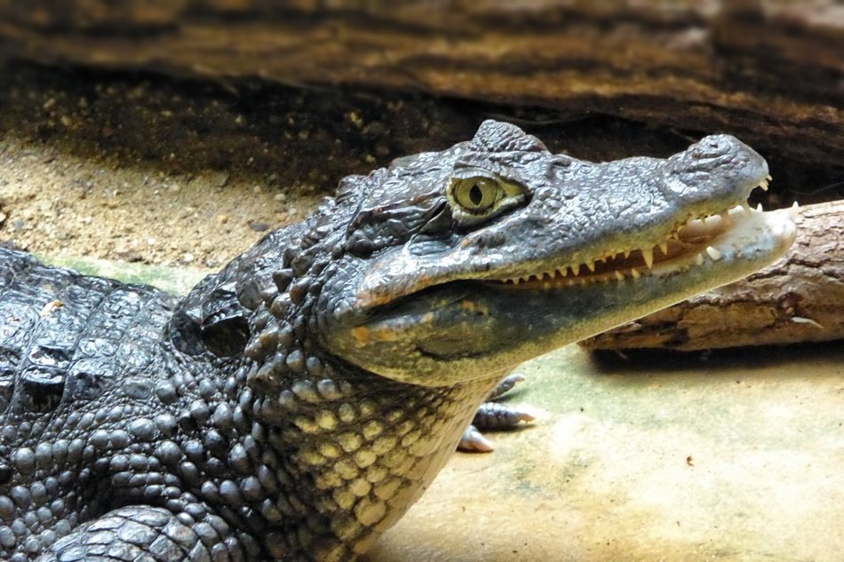crocodile in the terrarium at the zoo