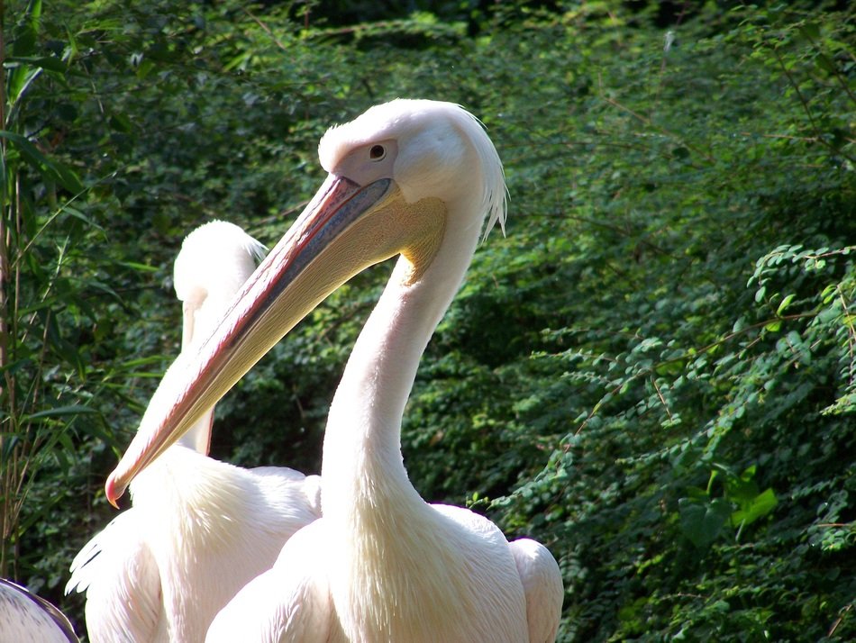 nice Pelican Bird