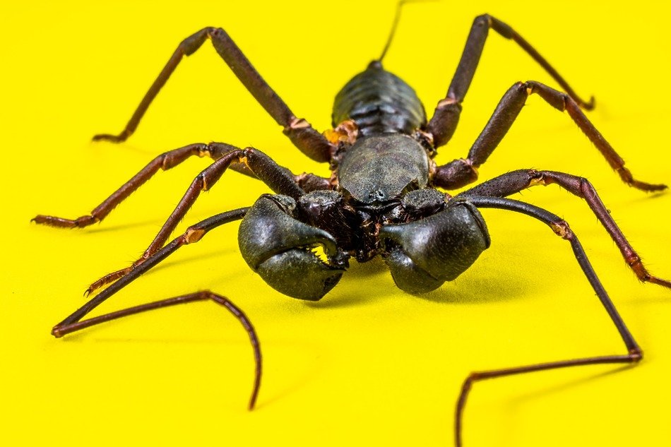unknown insect on a yellow background