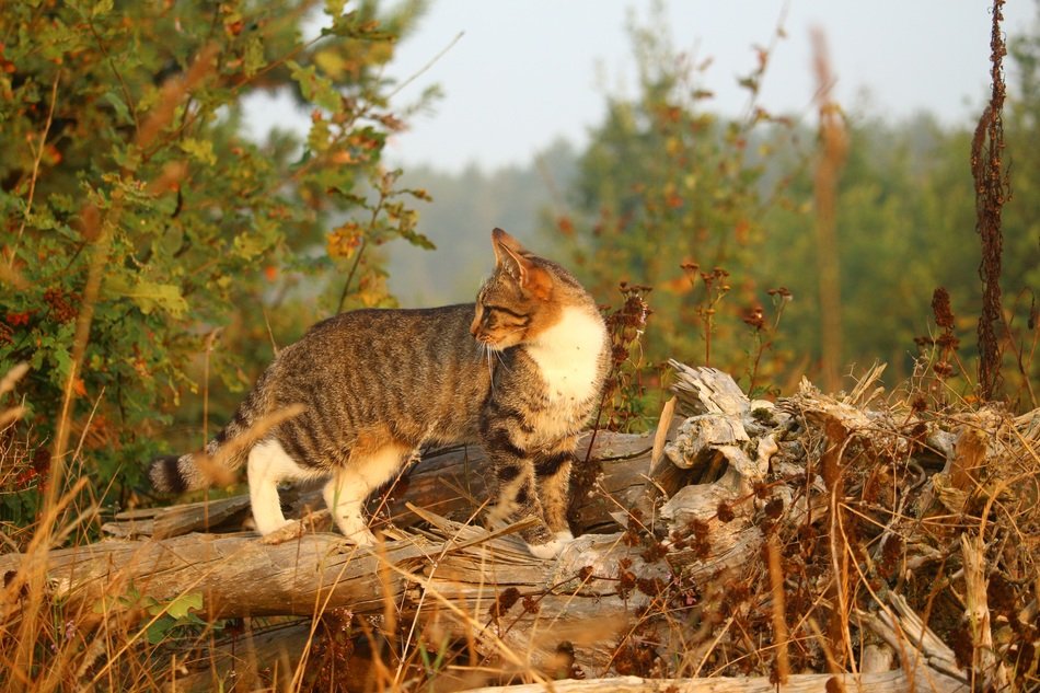 domestic tiger cat standing on the dead wood