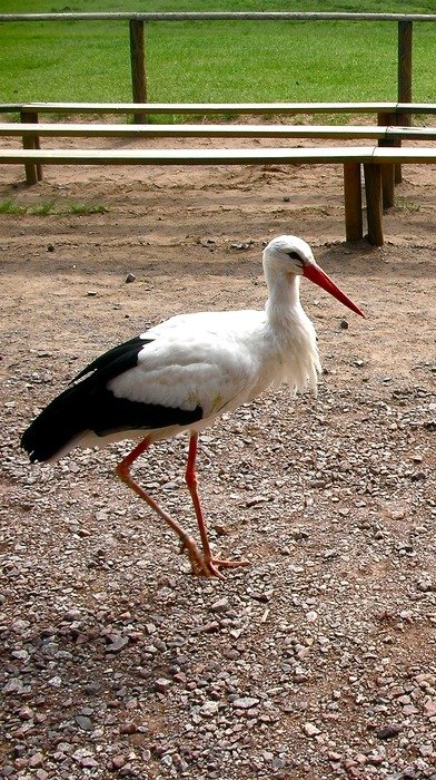 Stork behind the aviary