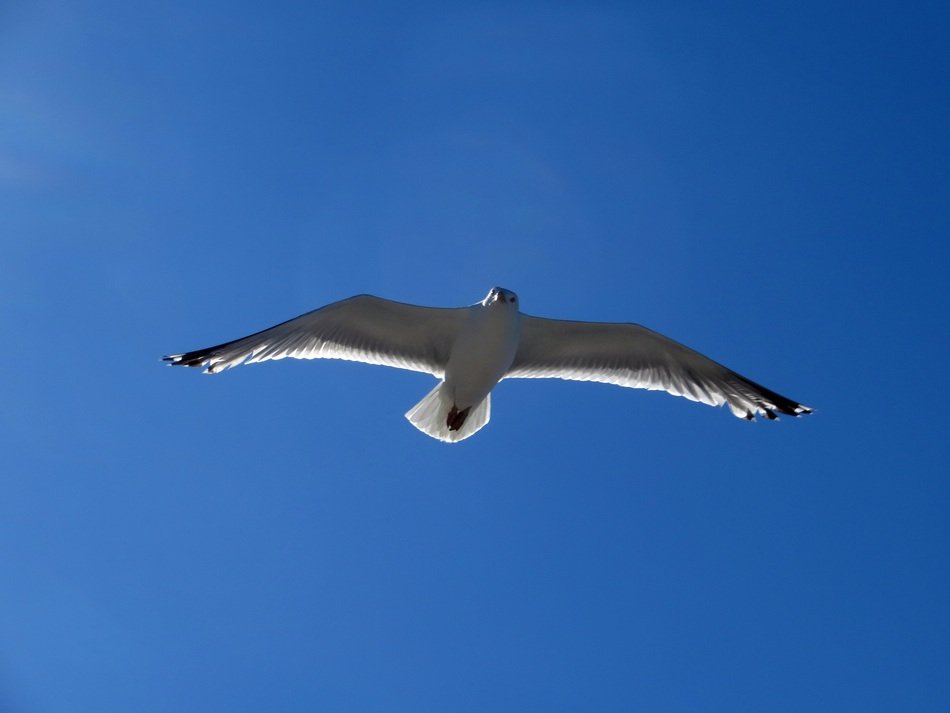 seagull gliding in the air