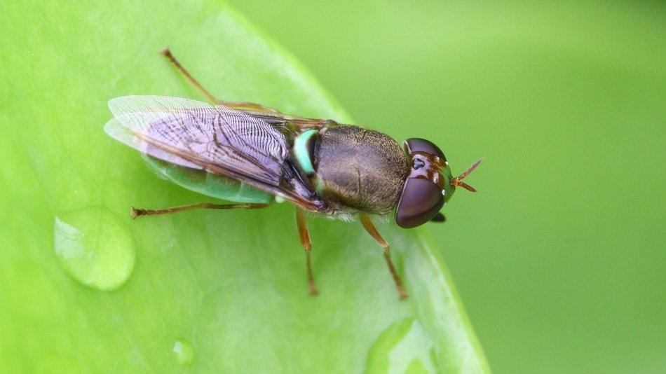 wild fly on the wet leaf
