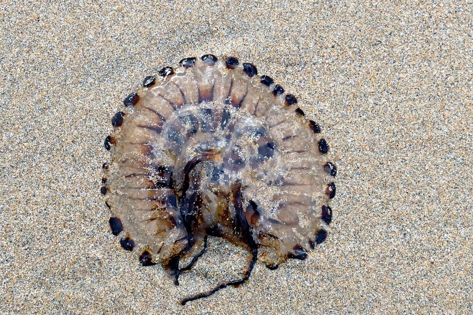 jellyfish with black stains on the beach