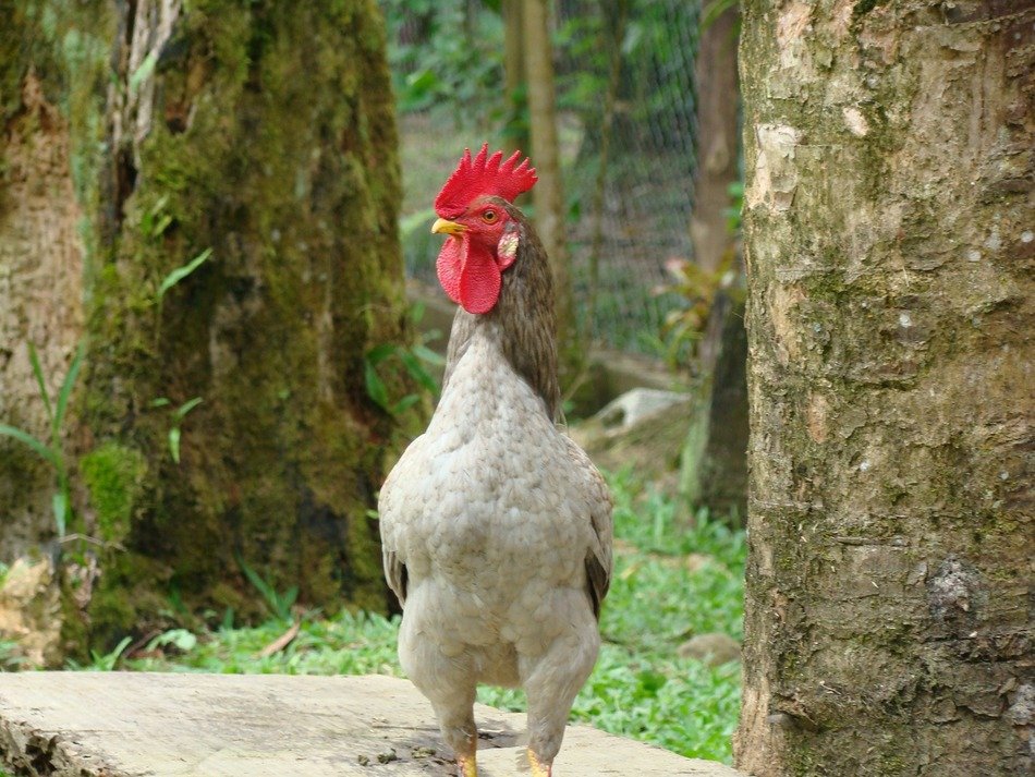 Cock is in the forest