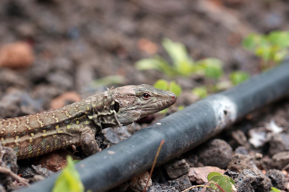 fascinating Lizard Eyes