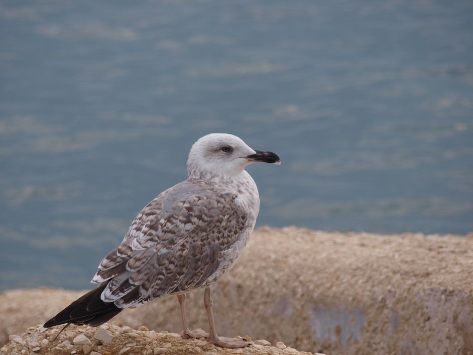 seagull on the coast close up