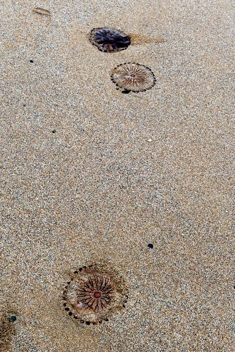 jellyfish in the water at the beach
