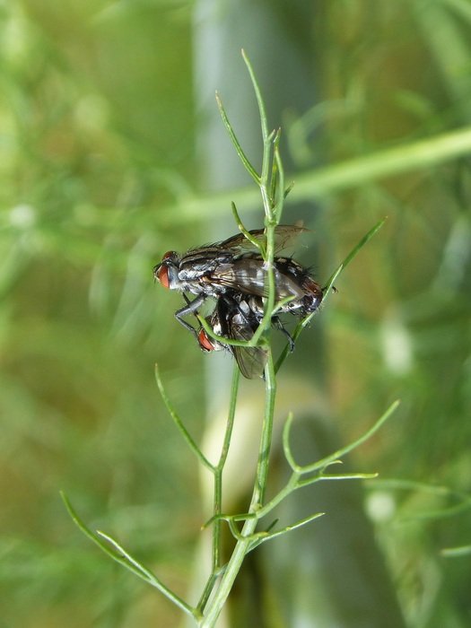 Mating Botflies on green planr
