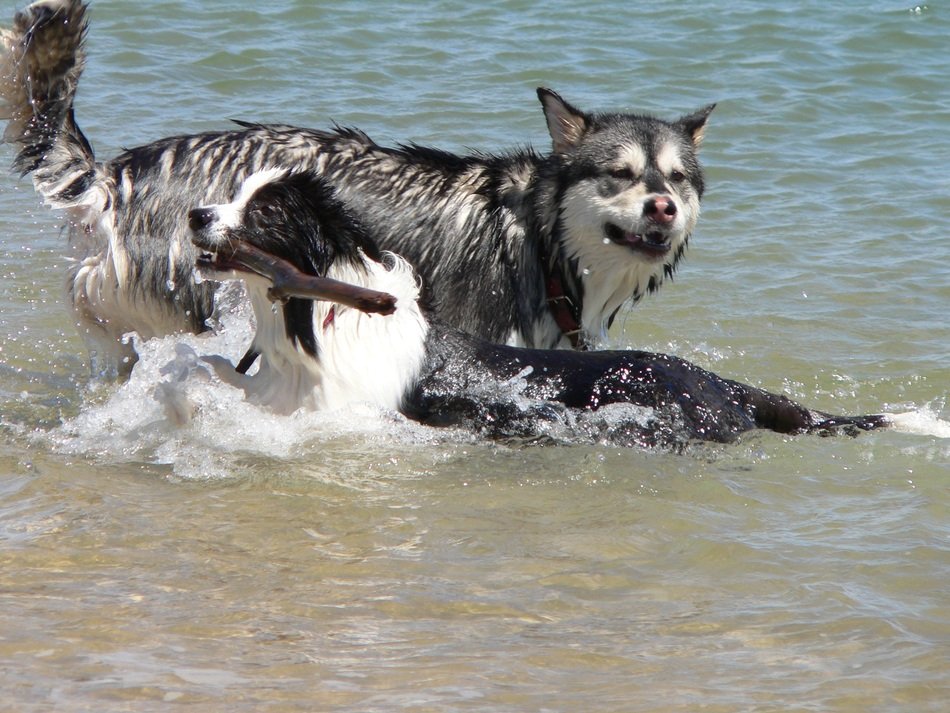 Dogs Swimming in ocean