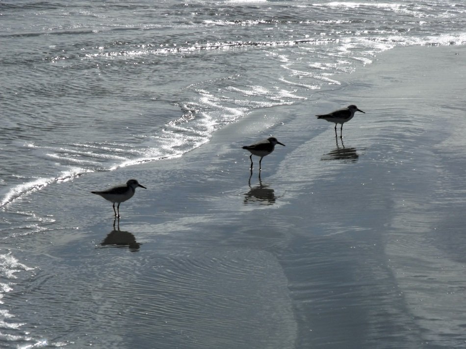 beach birds on the shoreline
