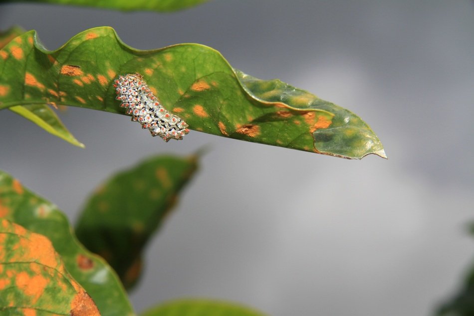 caterpillar on the plant leaf