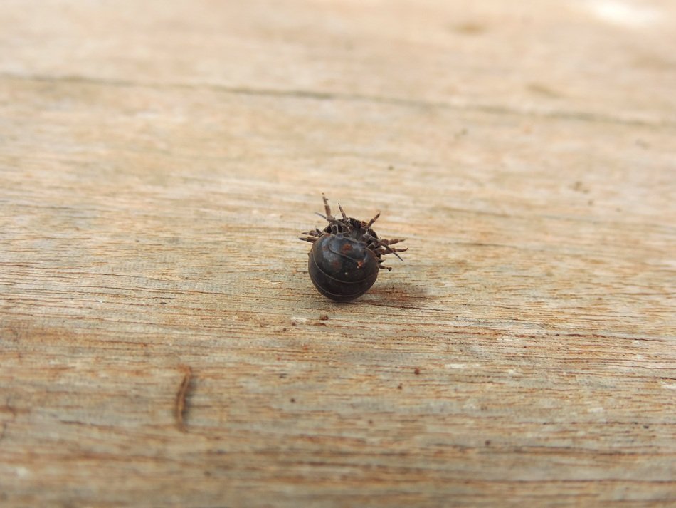 Wood Insect