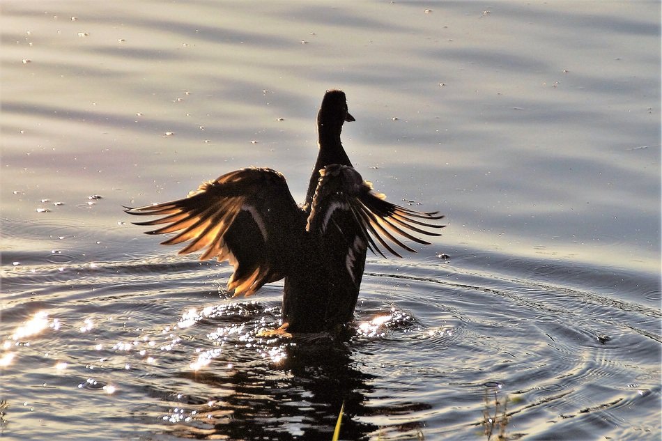 Duck in the pond in the evening