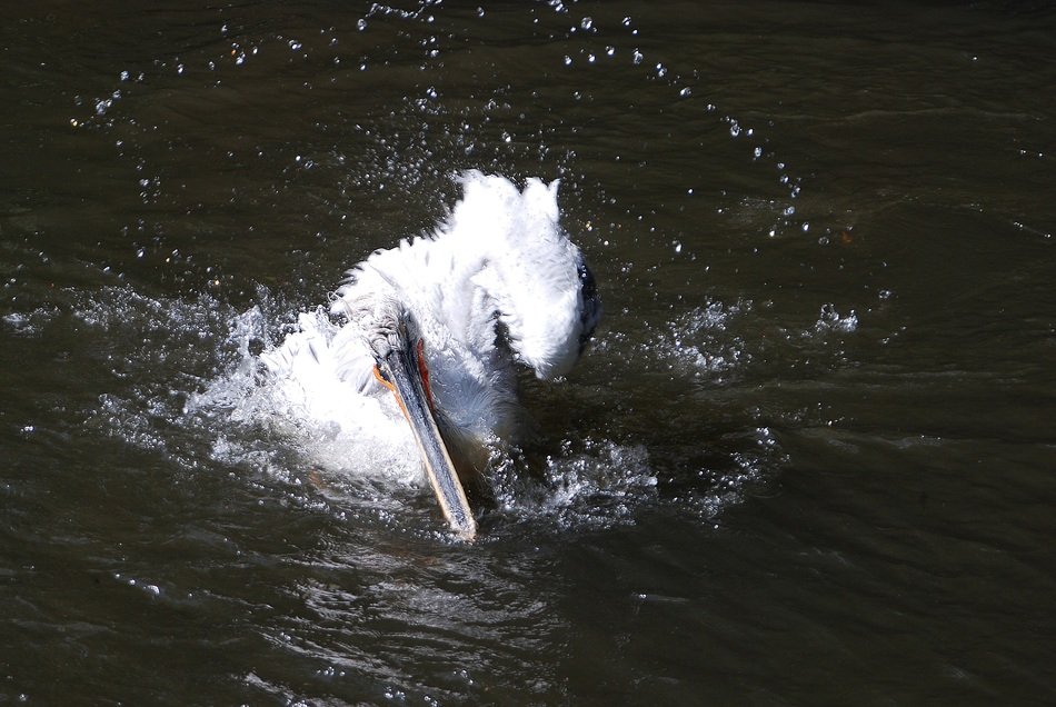 white bird in spray of water