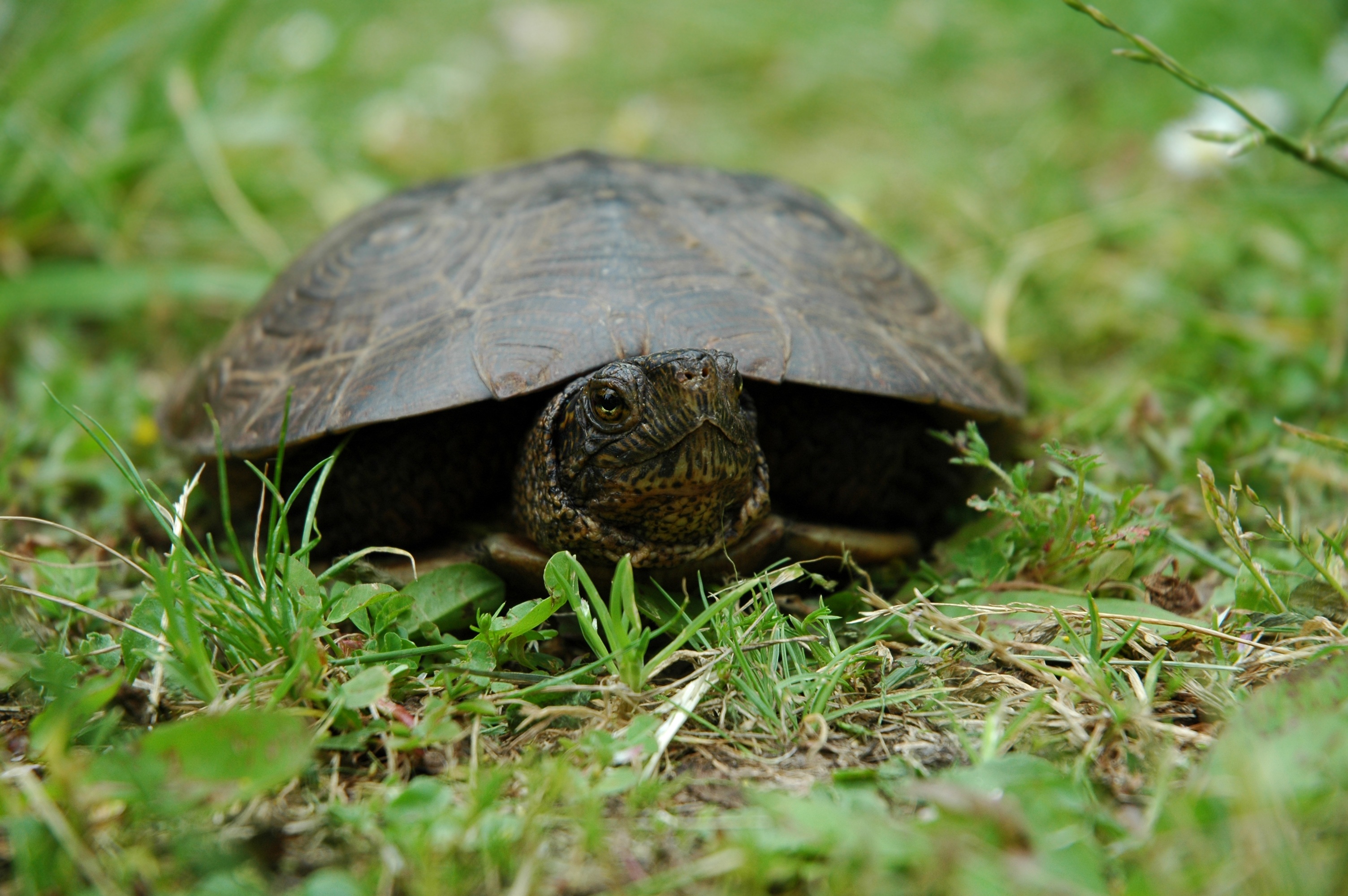 Magnificent Turtle Animal free image download