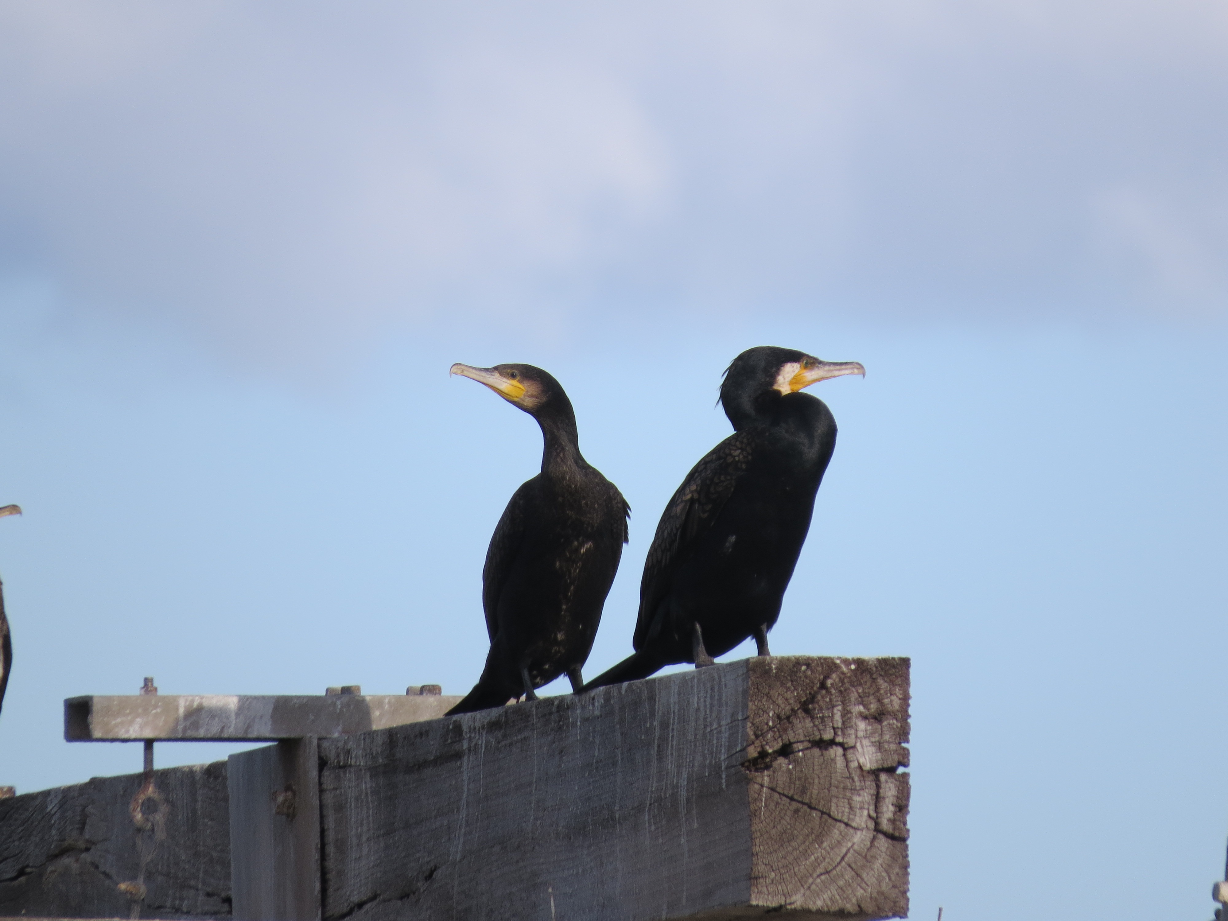 Black great cormorants in South Australia free image download