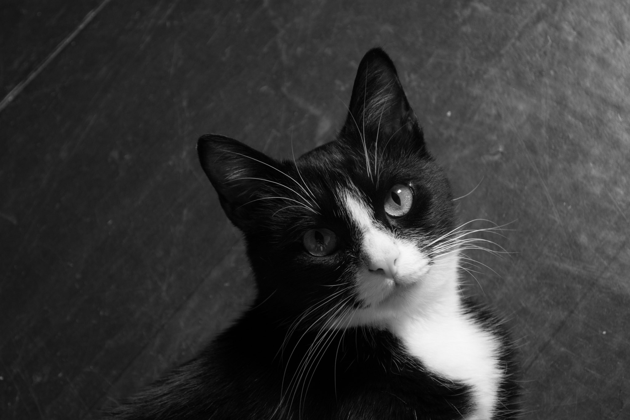 Black Cat With White Neck Close-up Free Image Download