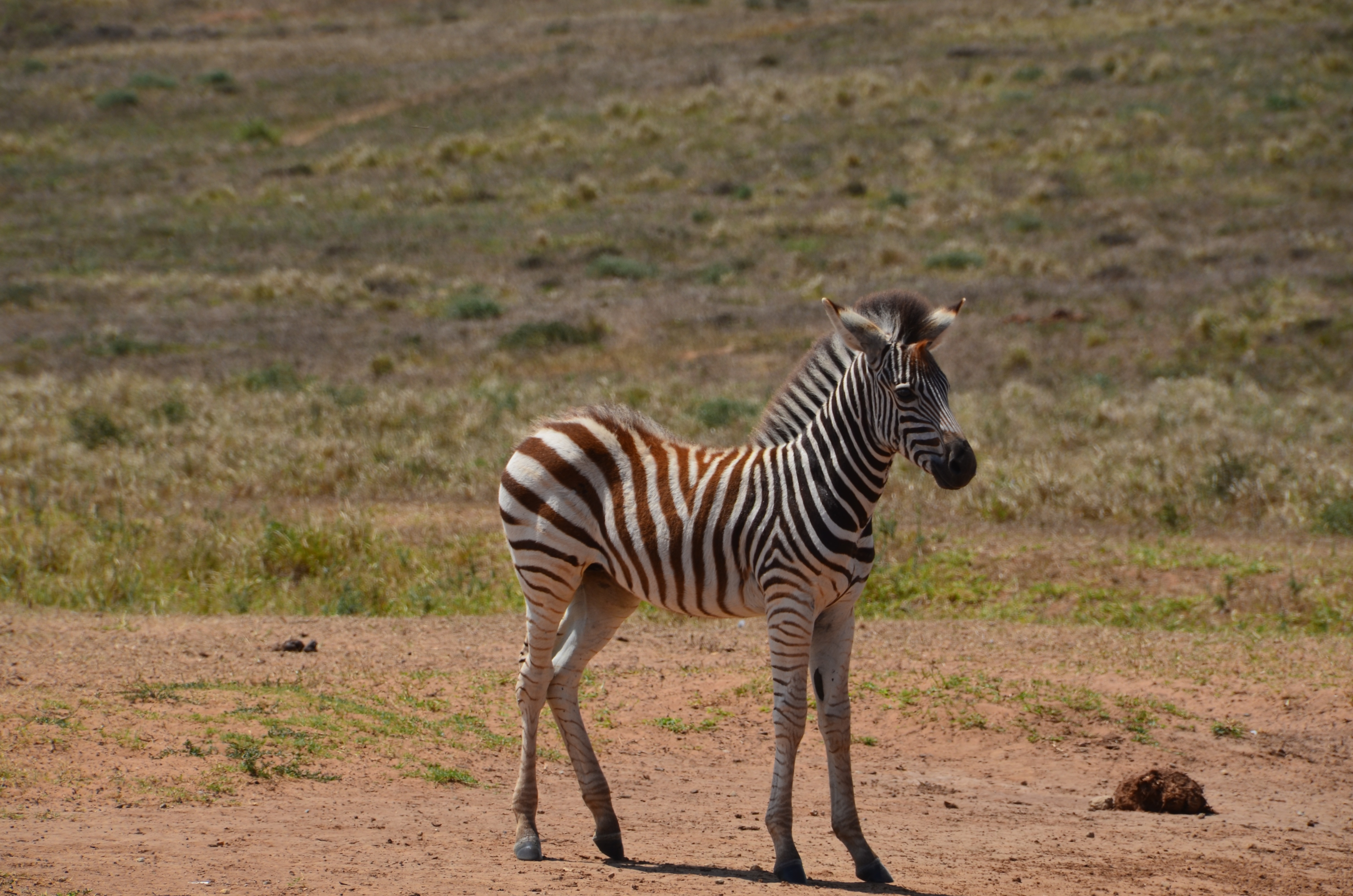 Zebra in safari free image download