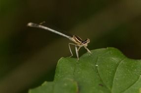 dragonfly on the green plant leaf