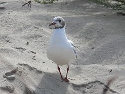 seagull stands on the white sand