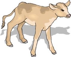 graphic image of a brown calf