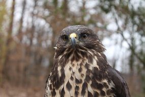 portrait of a bird of prey in the forest