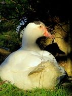 white duck on the grass in the shade close-up