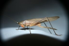 picture of a grasshopper in macro