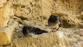 unique Pigeons, castle, cyprus