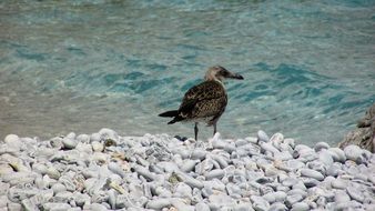 grey seagull on the beach