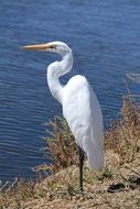 Egret Great White Bird near the water