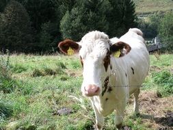 white spotted cow on the pasture