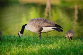 duck and duckling graze on green grass