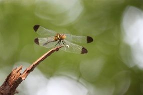 grace dragonfly in wildlife close-up on blurred background
