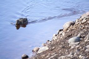 duck is swimming along the rocky shore