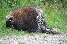 Canadian Porcupine feeding in grass