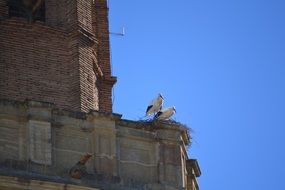 two storks on top of the bell tower