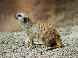 meerkat standing on the sand