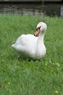 white swan on green grass by the pond
