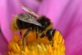 closeup of a pollinating bee on the flower