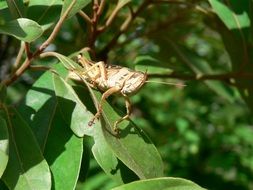 brown grasshopper on a green bush