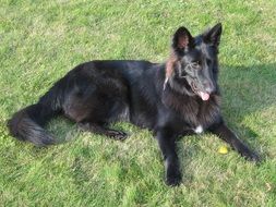 resting belgian shepherd dog