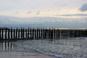 birds on a breakwater on the north sea in netherlands