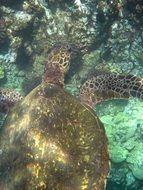 swimming turtle in hawaii