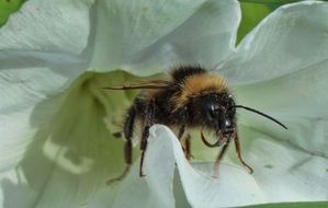 yellow fluffy bee on a white flower close