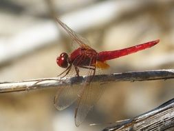 red dragonfly in wetland closeup of a